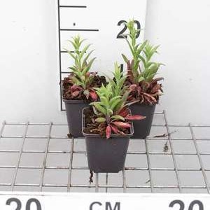 Veronica longifolia  Pot 9 