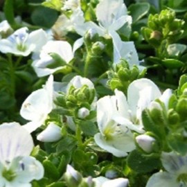 Veronica repens  Pot 9 