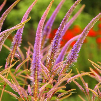 Veronicastrum virginicum  Pot 9 