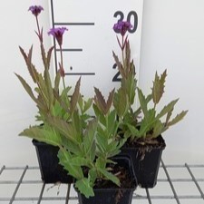 Verbena rigida (venosa)  Pot 9 