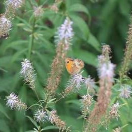 Veronicastrum virg. 'Adoration'  Pot 9 