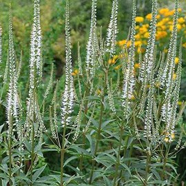 Veronicastrum virg. 'Album'  Pot 9 