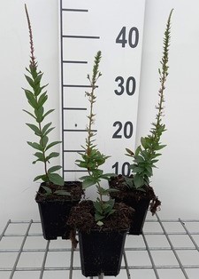 Veronicastrum virg. 'Erika'  Pot 9 