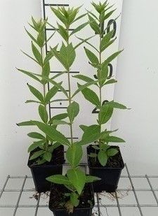 Veronicastrum virg. 'Roseum'  Pot 9 