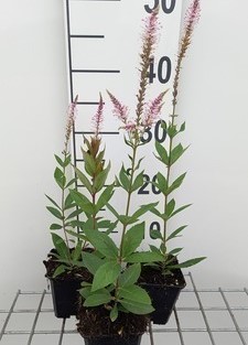 Veronicastrum virg. 'Pink Glow'  Pot 9 
