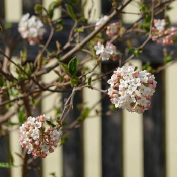 Viburnum burkw. 'Anne Russell' 0.50 à 0.60 m Cont. 