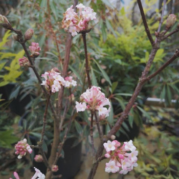 Viburnum bodn. 'Charles Lamont' 0.80 à 1 m CT 7,5 litres 