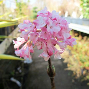 Viburnum bodn. 'Dawn' 0.80 à 1 m CT 10 litres 