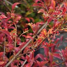 Viburnum hillieri 'Winton' 0.30 à 0.40 m Cont. 