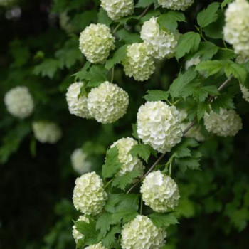 Viburnum op. 'Roseum' (=sterile) 0.40 à 0.60 m Cont. 