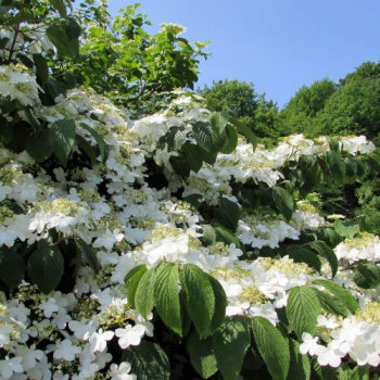 Viburnum plic. 'Mariesii' 0.40 à 0.60 m Cont. 