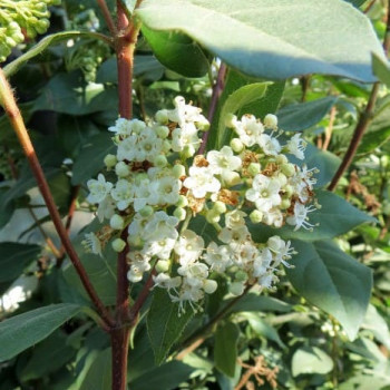 Viburnum tinus 'Eve Price' 0.25 à 0.30 m Cont. 