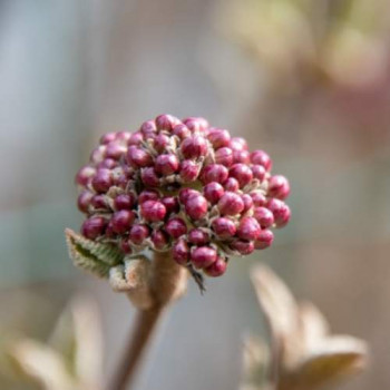 Viburnum tinus 'Lisa Rose'® 0.25 à 0.30 m Cont. 