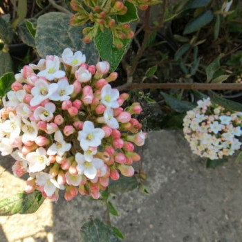 Viburnum burkwoodii 0.40 à 0.60 m CT 3 litres 