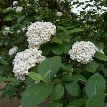Viburnum carlcephalum 0.60 à 0.80 m Cont. 