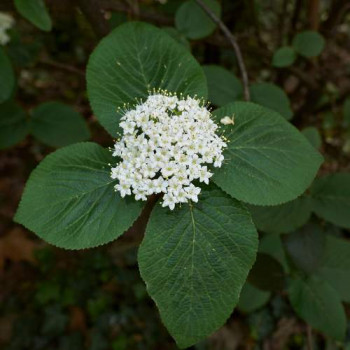 Viburnum lantana 1.5 à 1.75 m CT 20 litres 