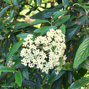 Viburnum 'Pragense' 0.50 à 0.60 m CT 4 litres 