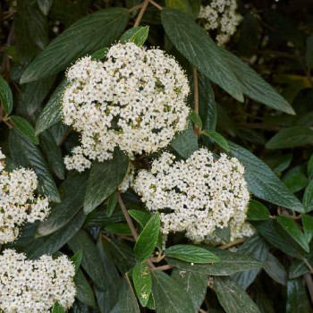 Viburnum rhytidophyllum 0.30 à 0.50 m Cont. 