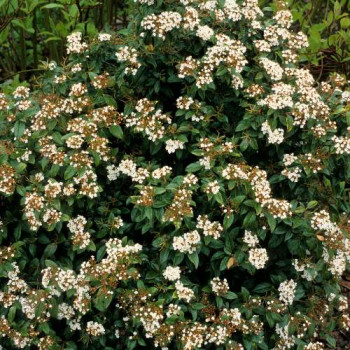 Viburnum tinus  CT 45 litres en espalier 