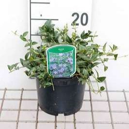 Vinca minor  Pot 9 