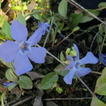 Vinca minor 0.30 à 0.40 m CT 2 litres 