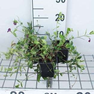 Vinca minor 'Atropurpurea' (='rubra')  Pot 9 