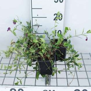 Vinca minor 'Atropurpurea' (='rubra')  Pot 9 