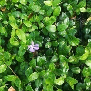 Vinca minor 'Flower Power'  Pot 9 