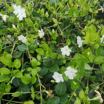 Vinca minor 'Alba'  Pot 9 