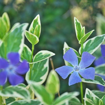 Vinca major 'Variegata' (='elegantissima')  Pot 9 