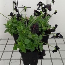 Viola corn. 'Molly Sanderson'  Pot 9 