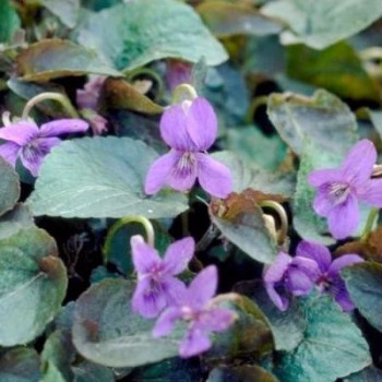 Viola labradorica  Pot 9 