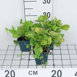 Viola odor. 'Königin Charlotte'  Pot 9 