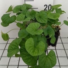 Viola sor. 'Albiflora'  Pot 9 