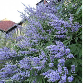 Vitex agnus-castus 'Latifolia' 0.30 à 0.40 m Cont. 