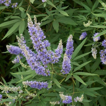Vitex agnus-castus 0.50 à 0.60 m CT 10 litres 
