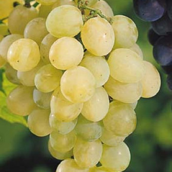 Vitis vinifera wit/blanc  CT 18 litres espalier 