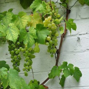 Vitis vin. 'Vroege van der Laan' (=chasselas doré) 0.50 à 0.60 m Cont. 