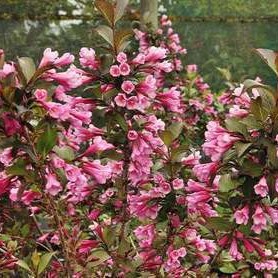 Weigela flor. 'Foliis Purpureis' (= 'Purpurea') 0.50 à 0.60 m CT 7,5 litres 