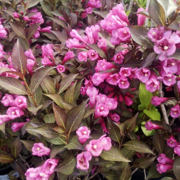 Weigela flor. 'Victoria' 0.50 à 0.60 m Cont. 