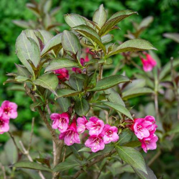 Weigela flor. 'Nana Purpurea' 0.50 à 0.60 m CT 10 litres 