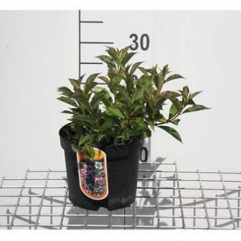 Weigela flor. 'Pink Poppet'® (= 'plangeni'®) 0.30 à 0.40 m Cont. 