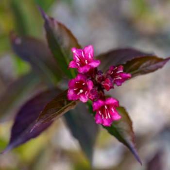 Weigela flor. 'Wine&roses'® (= 'alexandra'®) 0.40 à 0.50 m Cont. 