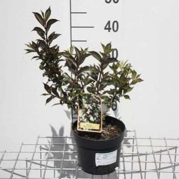 Weigela hybr. 'Black And White'® ('courtacad01') 0.30 à 0.40 m Cont. 