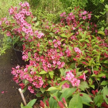 Weigela hybr. 'Bristol Ruby' 0.50 à 0.60 m Cont. 