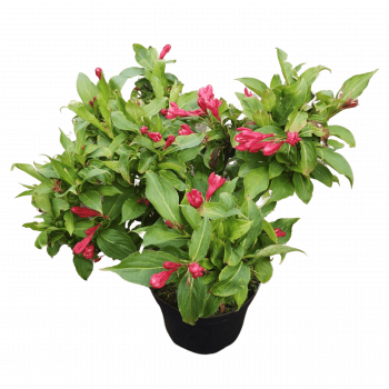 Weigela hybr. 'Red Prince' 0.40 à 0.50 m Cont. 