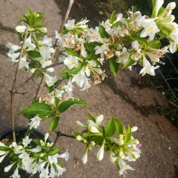 Weigela hybr. 'Candida' 0.50 à 0.60 m Cont. 