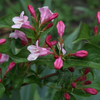 Weigela hybr. 'Rosea' 0.50 à 0.60 m Cont. 