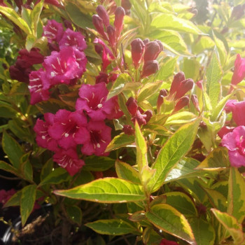 Weigela 'Moulin Rouge'® (='brigela') 0.50 à 0.60 m Cont. 