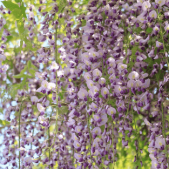 Wisteria fl. 'Domino' (= 'issai') 0.80 à 1 m Cont. 